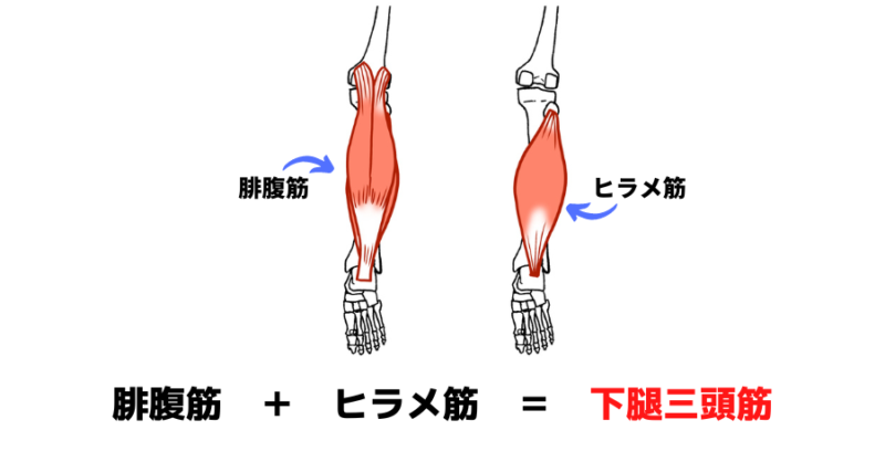 腓腹筋とヒラメ筋が合わさって下腿三頭筋となっている解説図