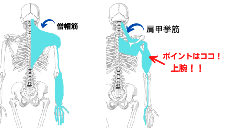 僧帽筋と肩甲挙筋のアナトミートレインの違いを解説