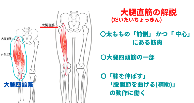 大腿直筋の構成と作用を解説