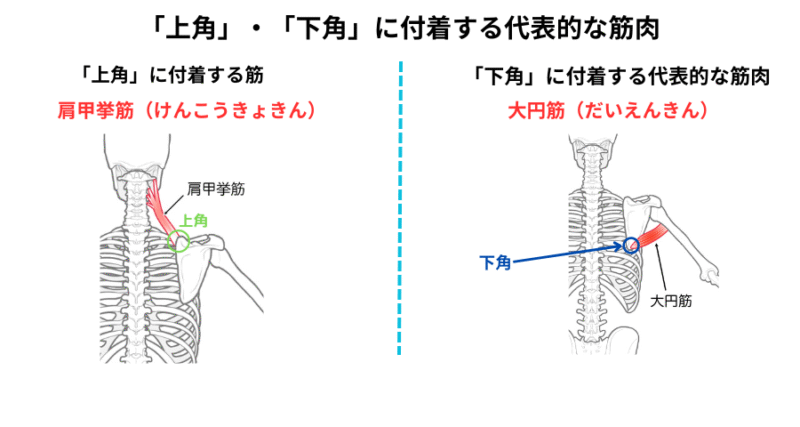 肩甲骨の下角に付着する筋肉（肩甲挙筋と大円筋）を示した図。施術や触診の基礎理解に役立つ。 