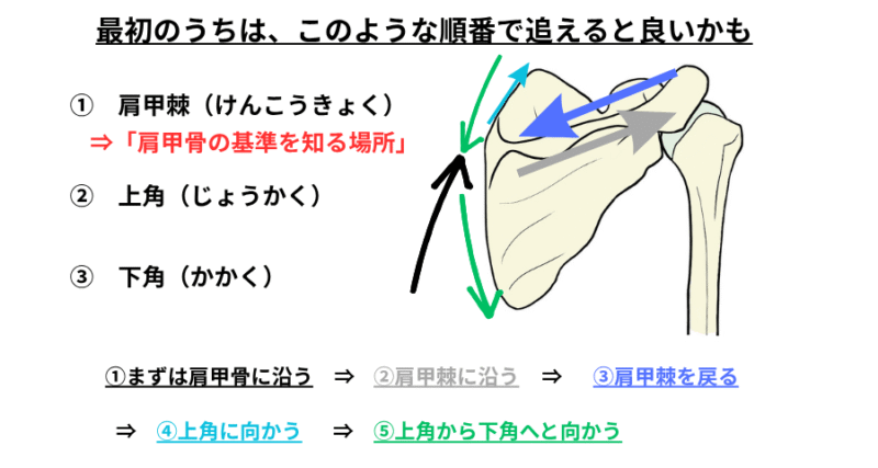 肩甲骨の上角と下角を正確に触診するためのランドマークの位置と、触診の手順を示した図。初心者セラピスト向けの触診スキル習得に役立つ流れ図。
