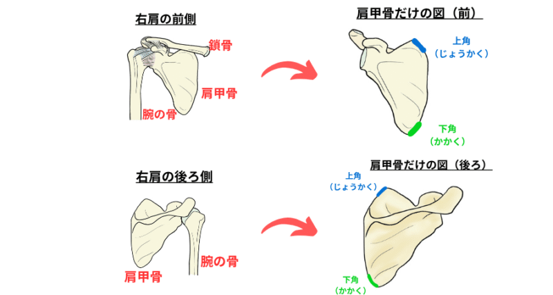 肩甲骨の上角と下角の正確な位置を示した図。初心者セラピスト向けに骨のランドマークを明確に解説。
