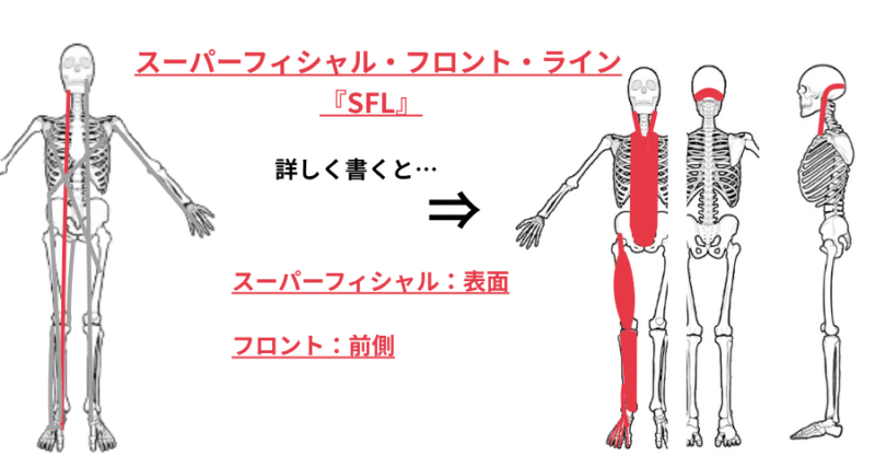 スーパーフィシャル・フロントライン（SFL）の位置と走行を図で解説｜アナトミートレイン7ラインの一部