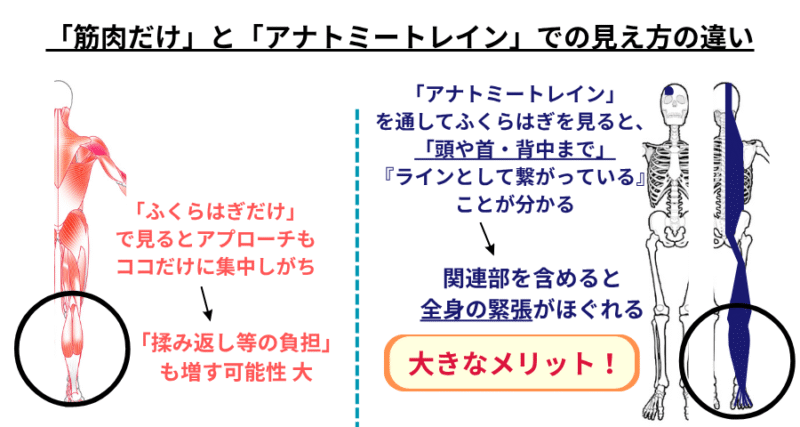 アナトミートレインを学ぶメリットを示す図解。左側は筋肉単体の視点、右側はラインで身体全体のつながりを見る視点を比較。ふくらはぎから首までの筋膜のつながりを可視化。