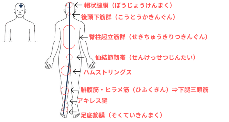 スーパーフィシャル・バックライン（SBL）を構成する筋肉の図解。ハムストリングス、ふくらはぎ、脊柱起立筋など後面の筋膜ラインに沿った筋肉構造を示すイラスト。