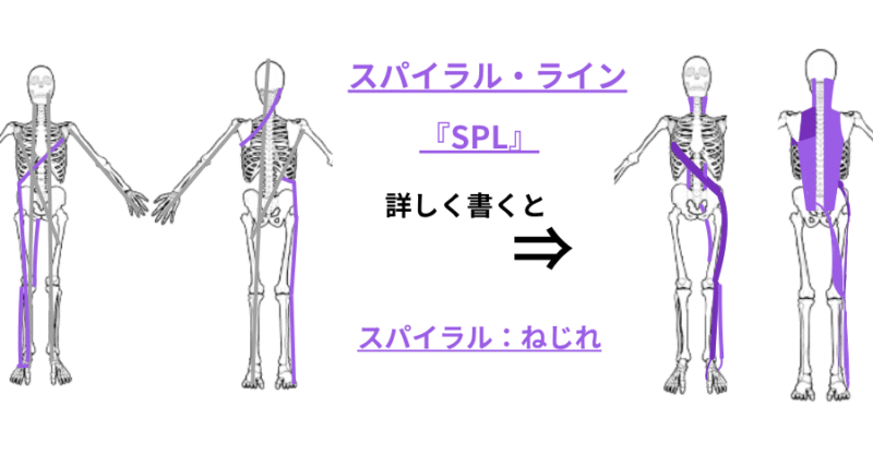 スパイラルライン（SPL）のみをカラーで強調したアナトミートレイン図。他のラインはグレー表示 