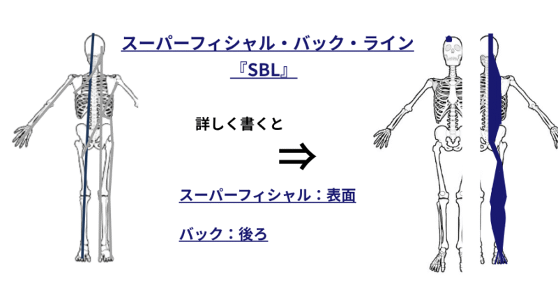 アナトミートレインの7ラインのうち、スーパーフィシャル・バックライン（SBL）の走行だけをカラーで示した図 