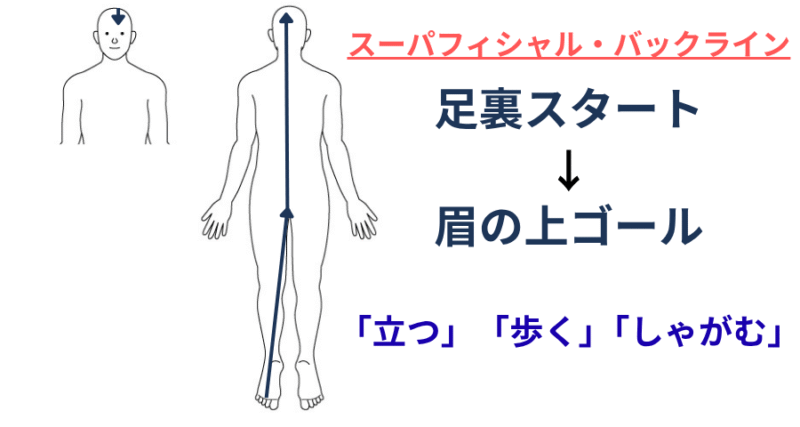 筋膜のスーパーフィシャル・バックライン（SBL）の経路図。頭から足裏までをつなぐ筋膜ラインを示した解剖学イラスト。