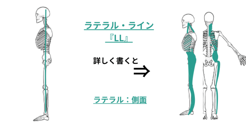 アナトミートレイン7つのラインのうち、体の側面を走るラテラルライン（LL）をカラーで示した図解 