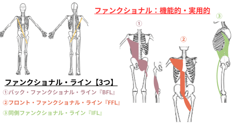 アナトミートレインのファンクショナルライン3種（フロントファンクショナルライン・バックファンクショナルライン・同側ファンクショナルライン）を比較した図。日常動作に関係する3ラインの走行と役割をわかりやすく解説。 