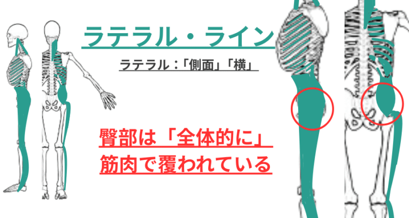 ラテラルラインの走行は臀部を大きく占めている