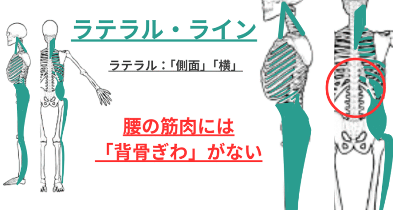 ラテラルラインの走行には腰部の背骨ぎわに関与していない