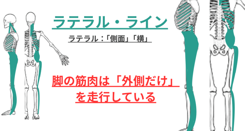 ラテラルラインの走行は脚の外側を走行している