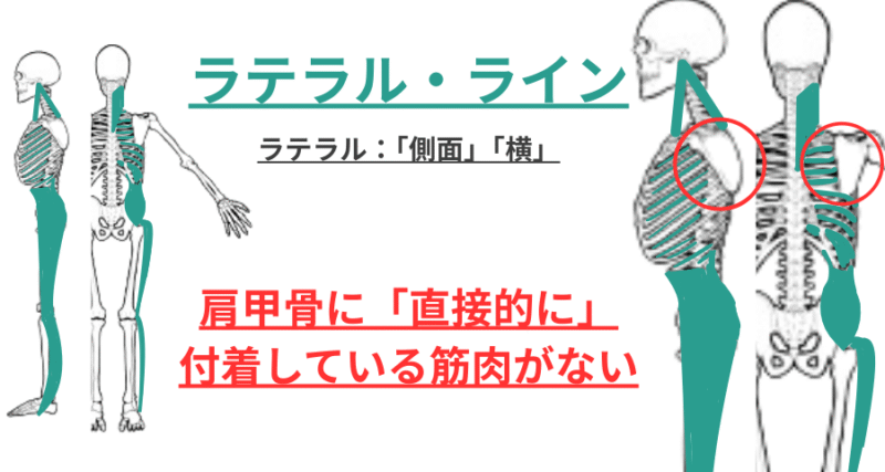 ラテラルラインの走行と肩甲骨が直接関与しないことを示す解説図
