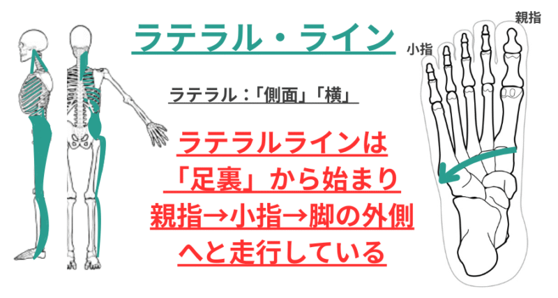 ラテラルラインの走行は足裏では横に走り、親指から小指に向かって走行している